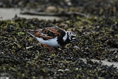 David Plant Photography - Wildlife Photographer - Turnstone - B